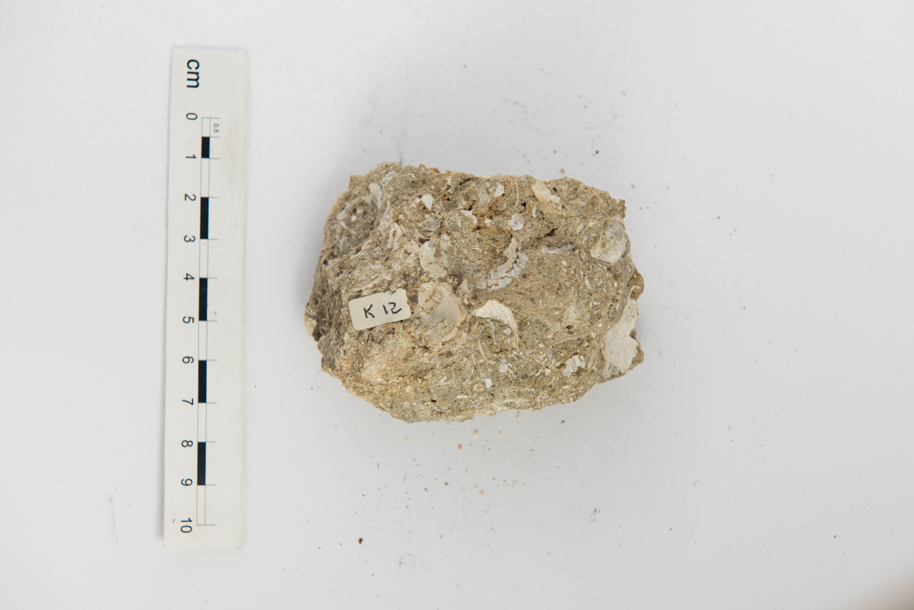 Biocalcarenite (esemplare)