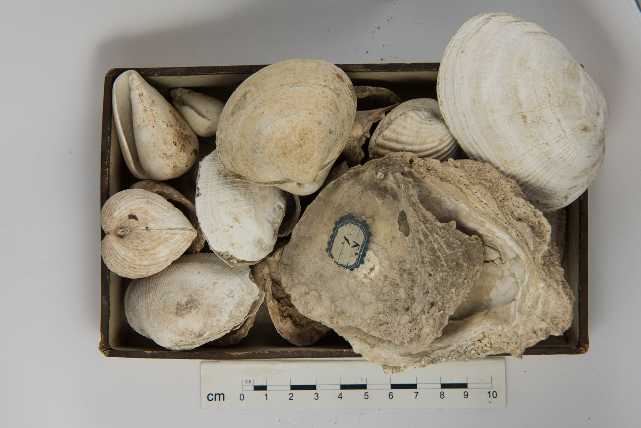 fossile (Invertebrato, mollusco, insieme)