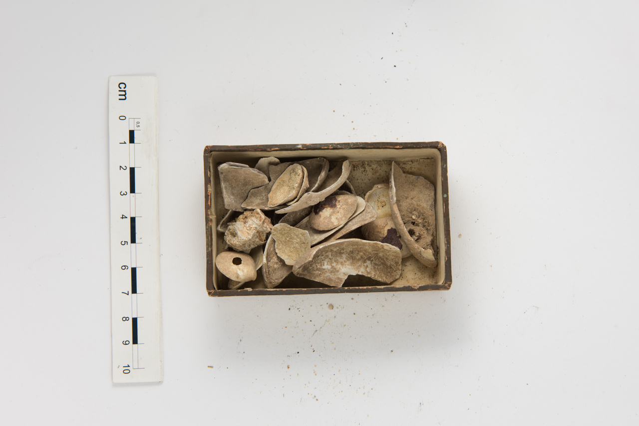 fossile (Invertebrato, mollusco, insieme)