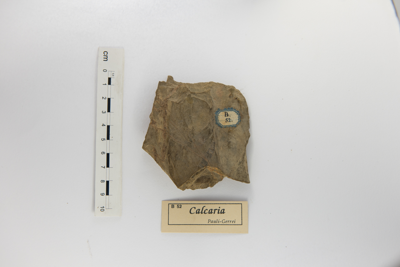 fossile (Invertebrato, associazione fossile)