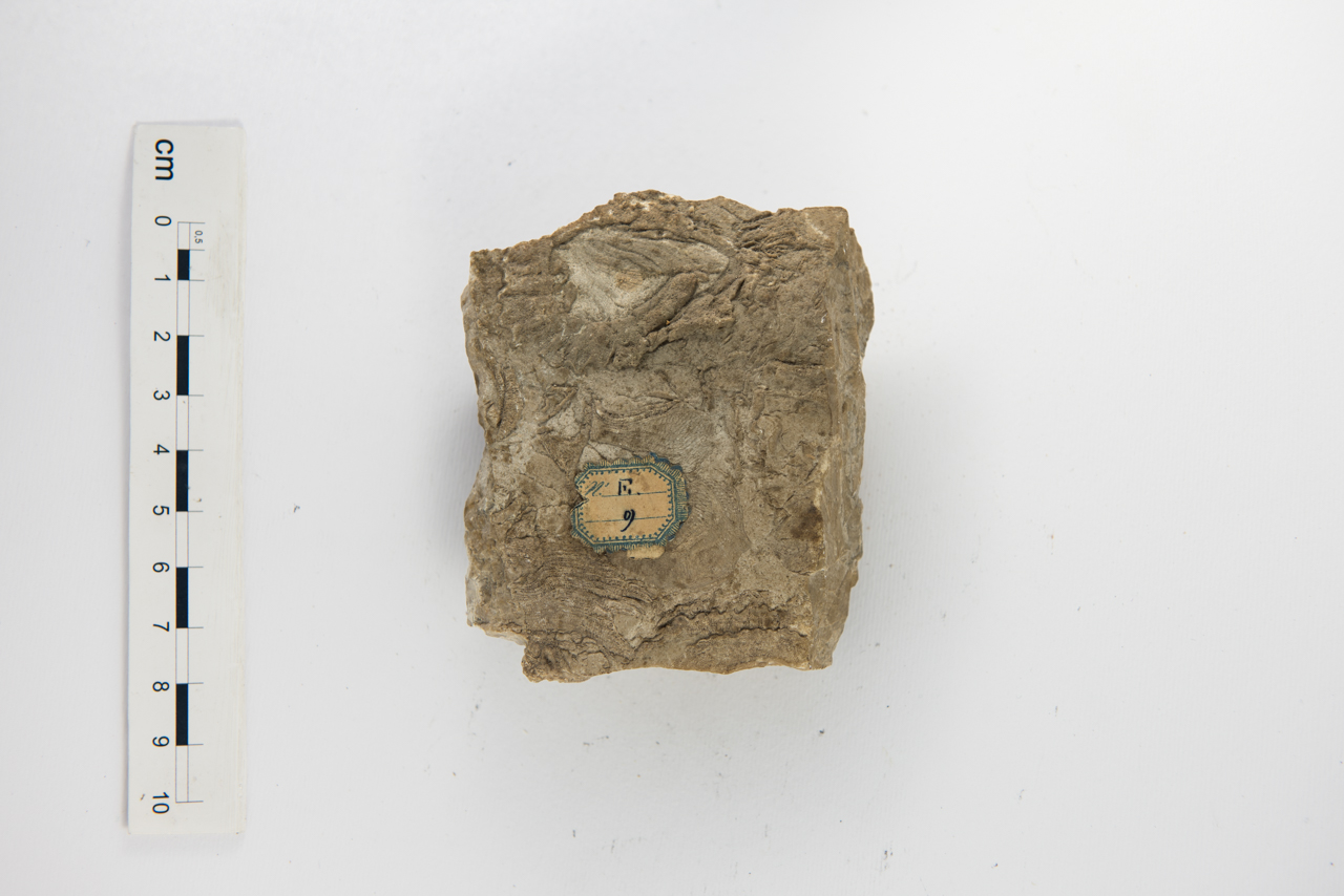 fossile (Rudiste, esemplare)