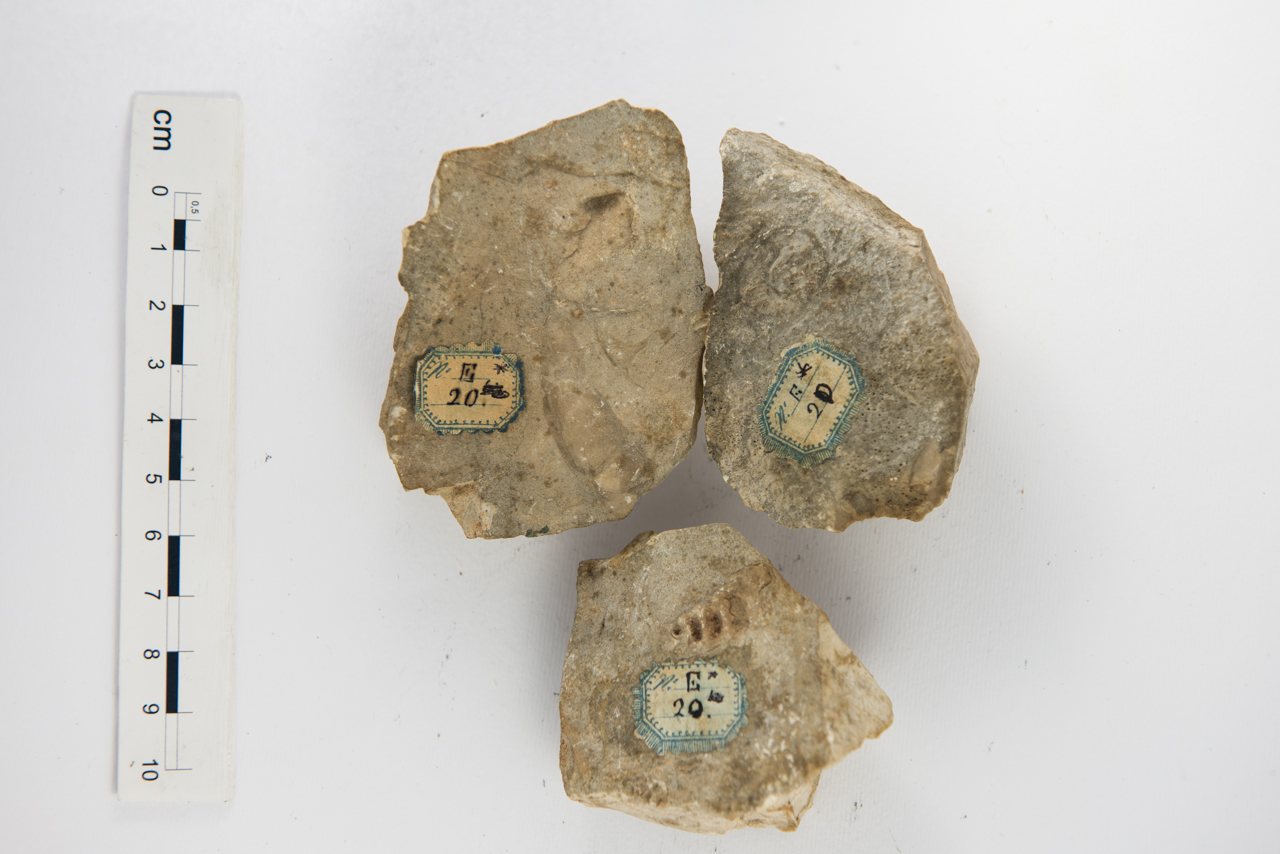 Calcarenite (esemplare)