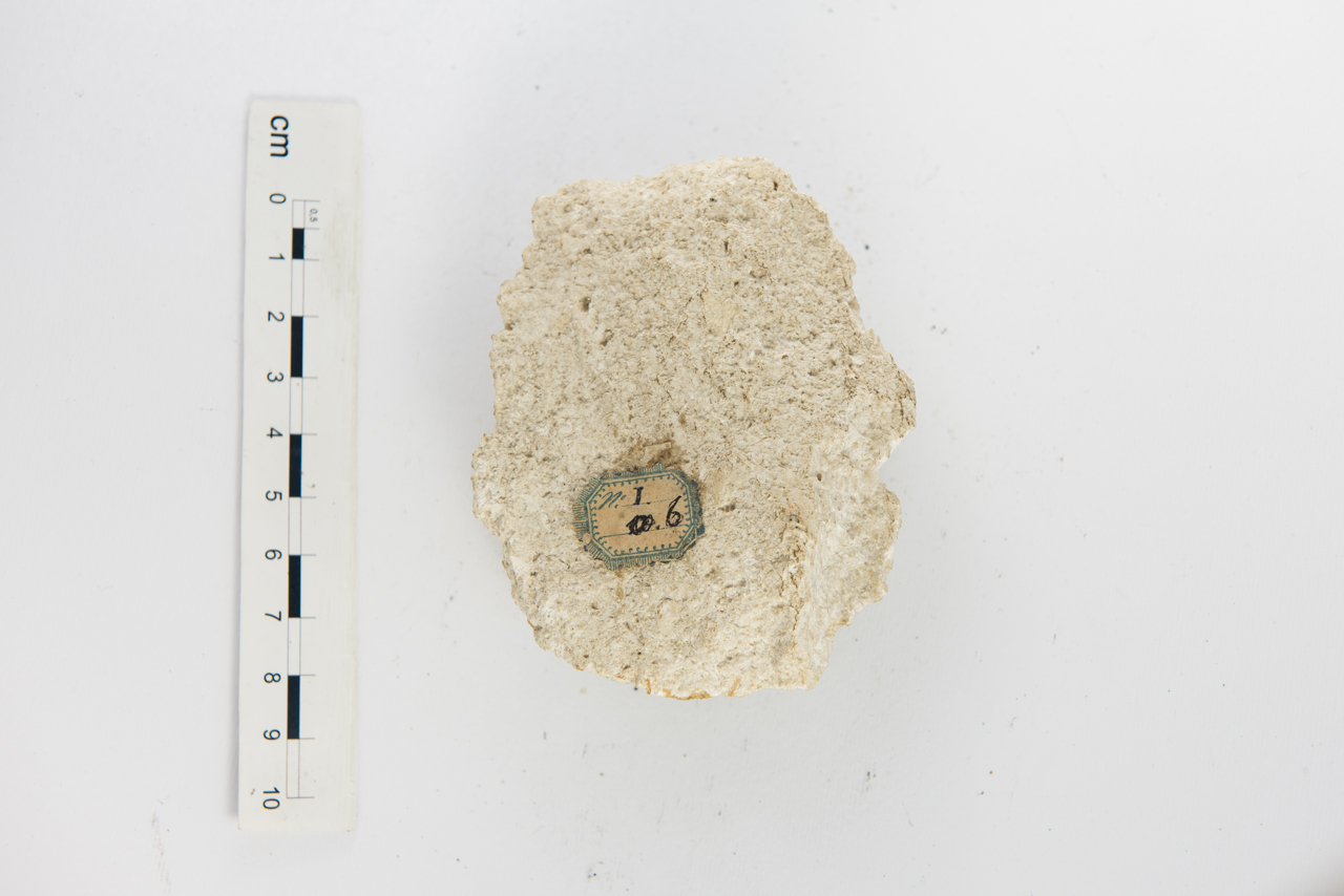 Biocalcarenite (esemplare)