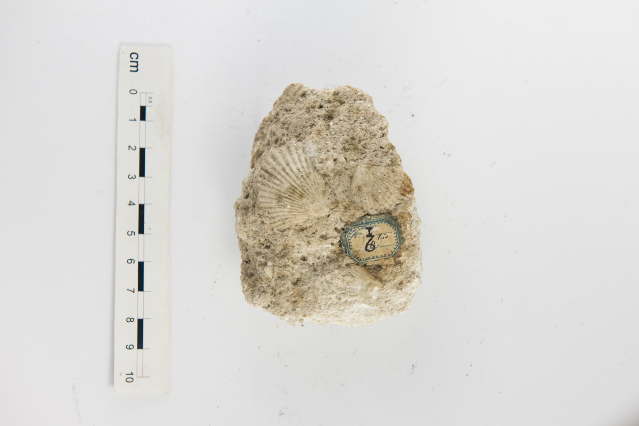 Biocalcarenite (esemplare)