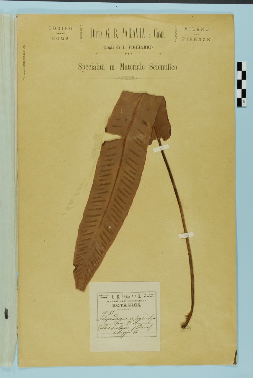 campione (1888/05/01 - 1888/05/31)