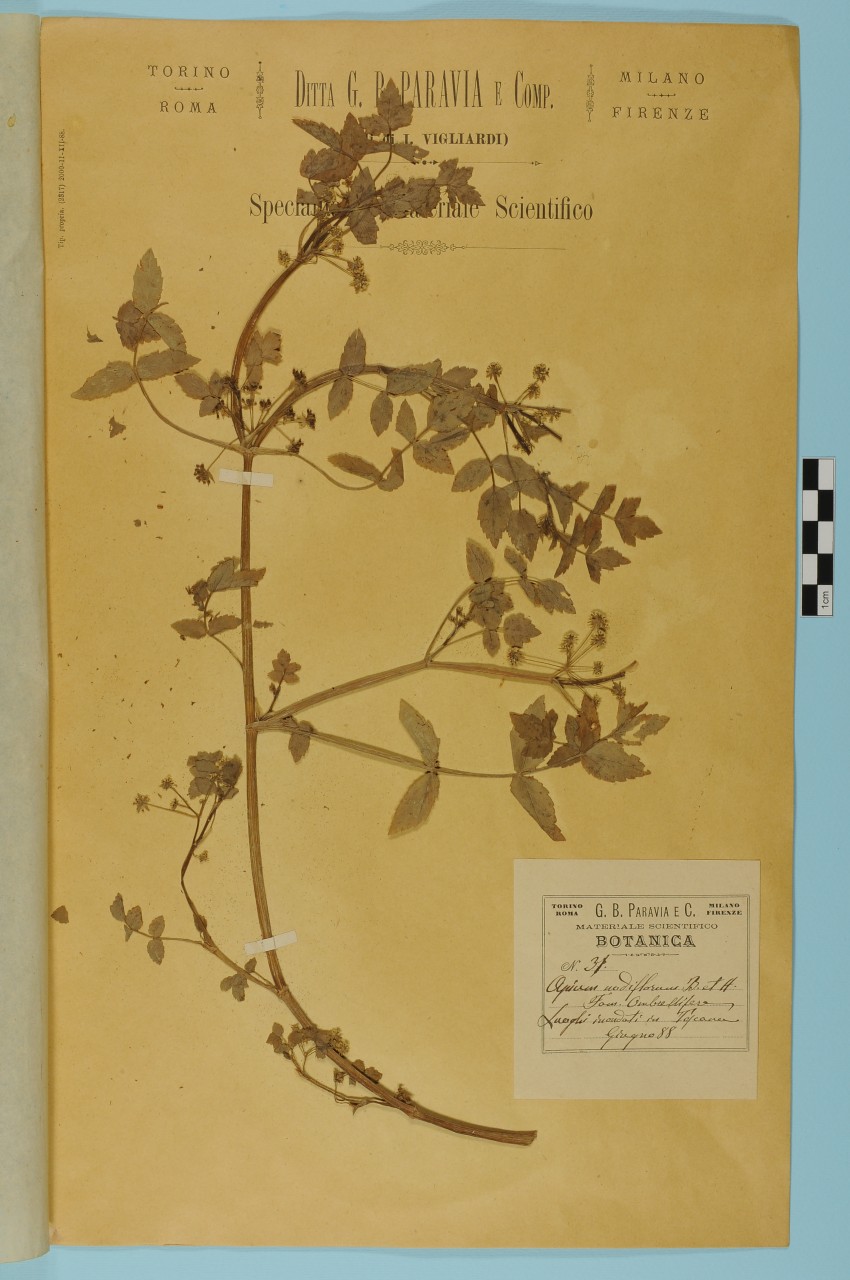 campione (1888/06/01 - 1888/06/30)