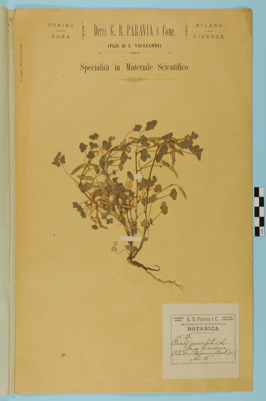campione (1888/11/01 - 1888/11/30)