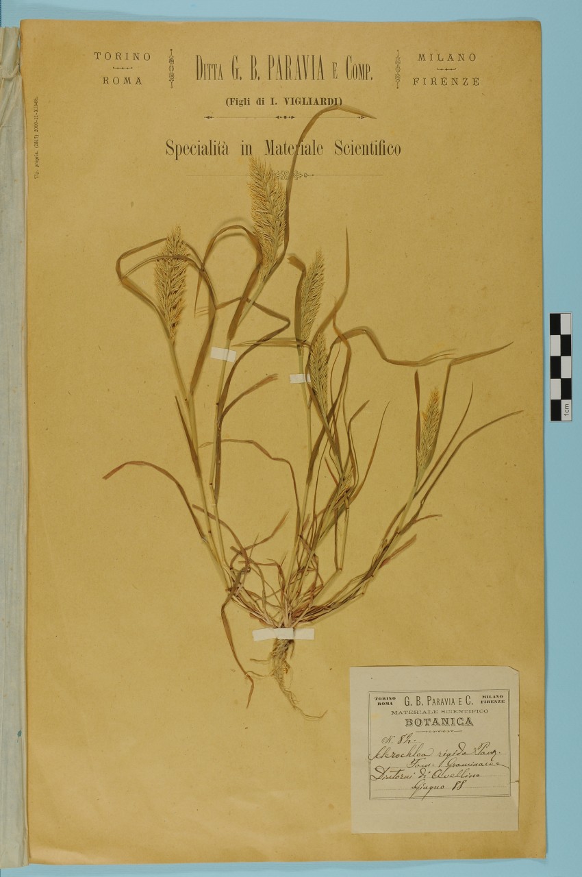 campione (1888/06/01 - 1888/06/30)