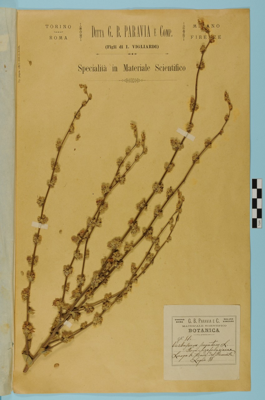 campione (1888/07/01 - 1888/07/31)