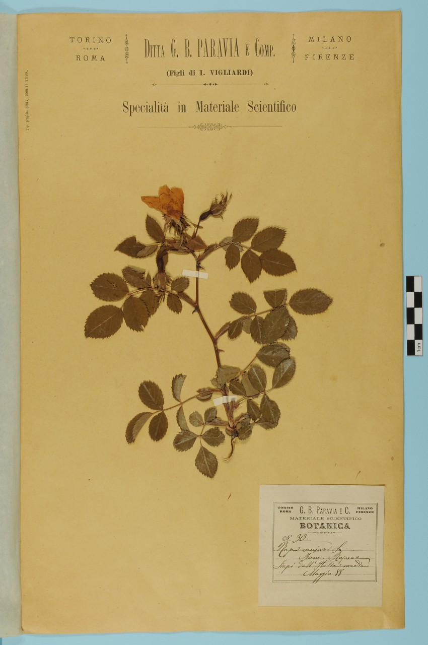 campione (1888/05/01 - 1888/05/31)