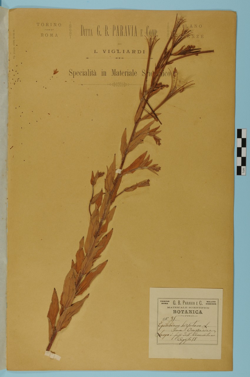 campione (1888/08/01 - 1888/08/31)