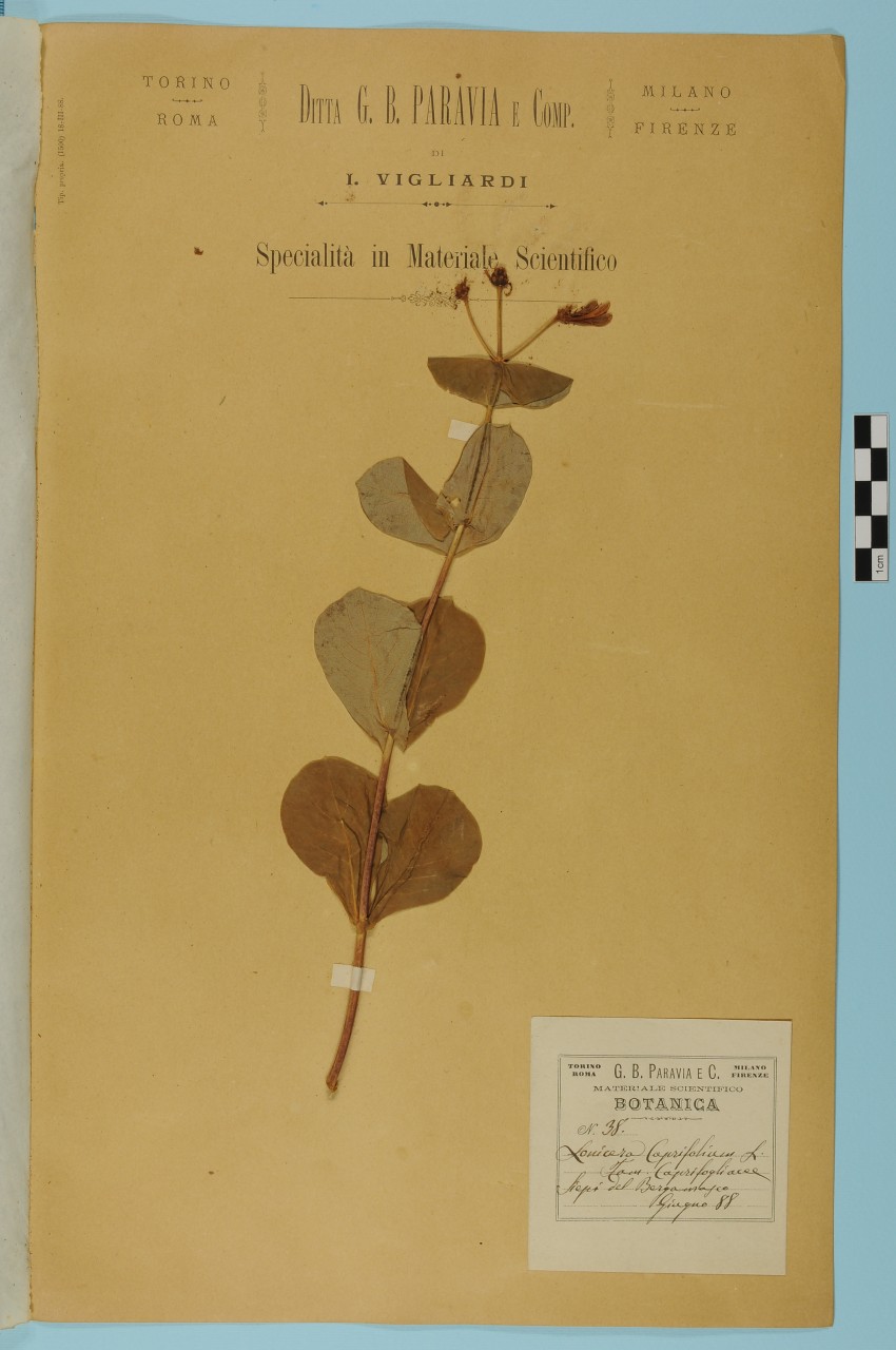 campione (1888/06/01 - 1888/06/30)