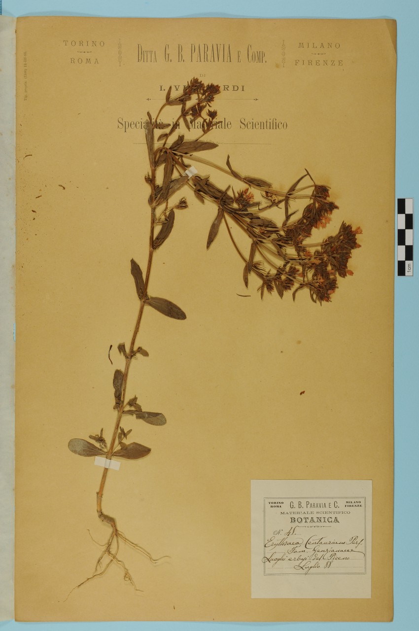 campione (1888/07/01 - 1888/07/31)