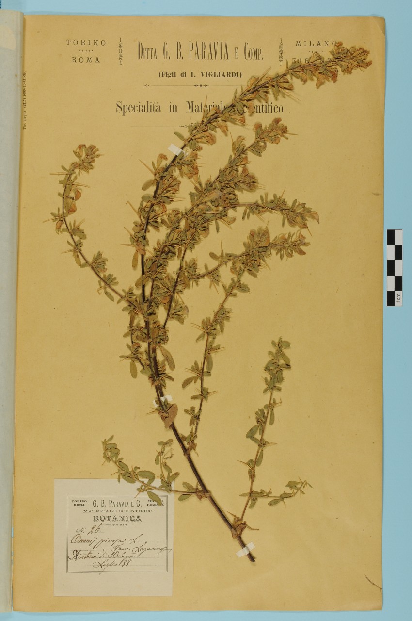 campione (1888/07/01 - 1888/07/31)