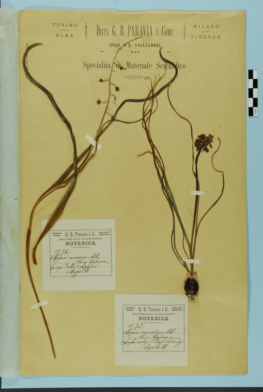 campione (1888/04/01 - 1888/04/30)