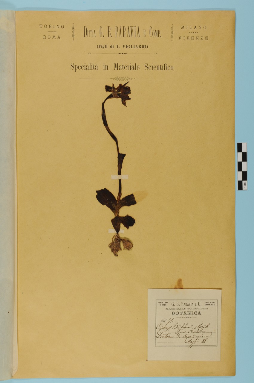 campione (1888/05/01 - 1888/05/31)