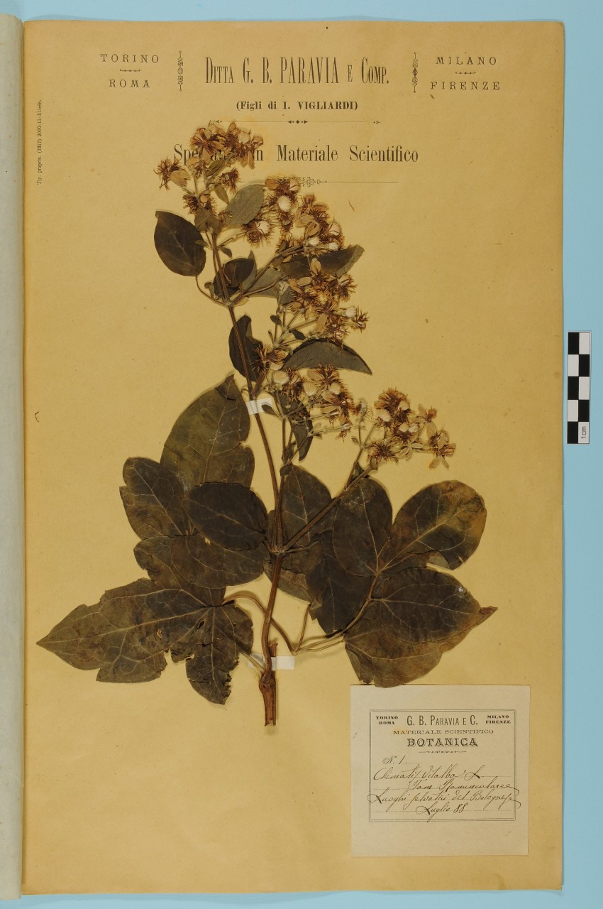 campione (1888/07/01 - 1888/07/31)