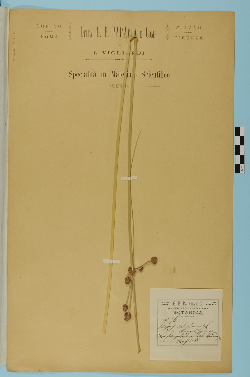 campione (1888/09/01 - 1888/09/30)