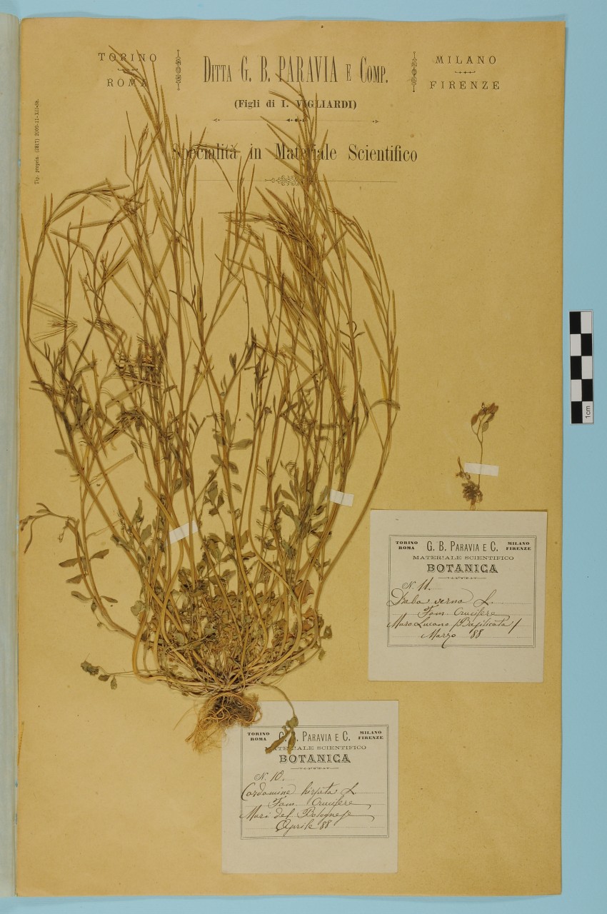 campione (1888/04/01 - 1888/04/30)