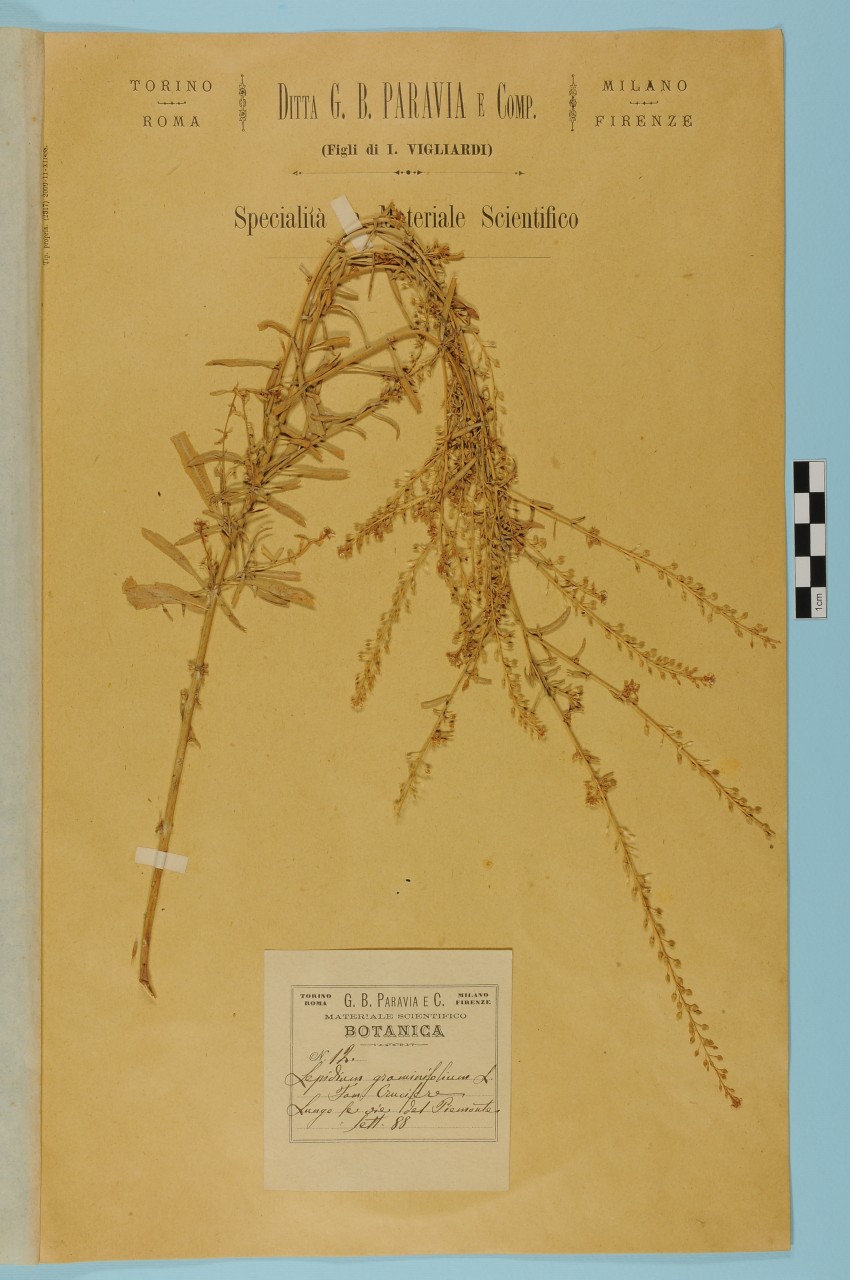 campione (1888/11/01 - 1888/11/30)