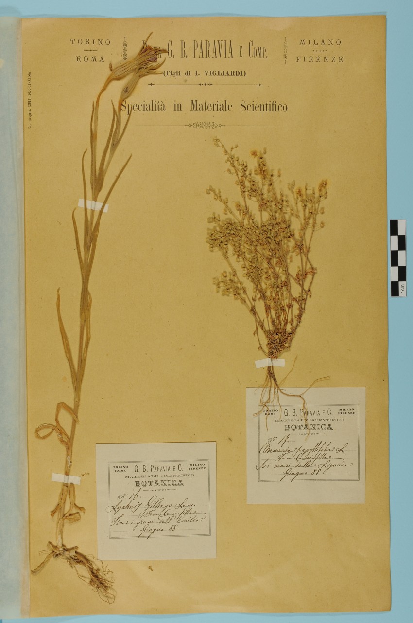 campione (1888/06/01 - 1888/06/30)