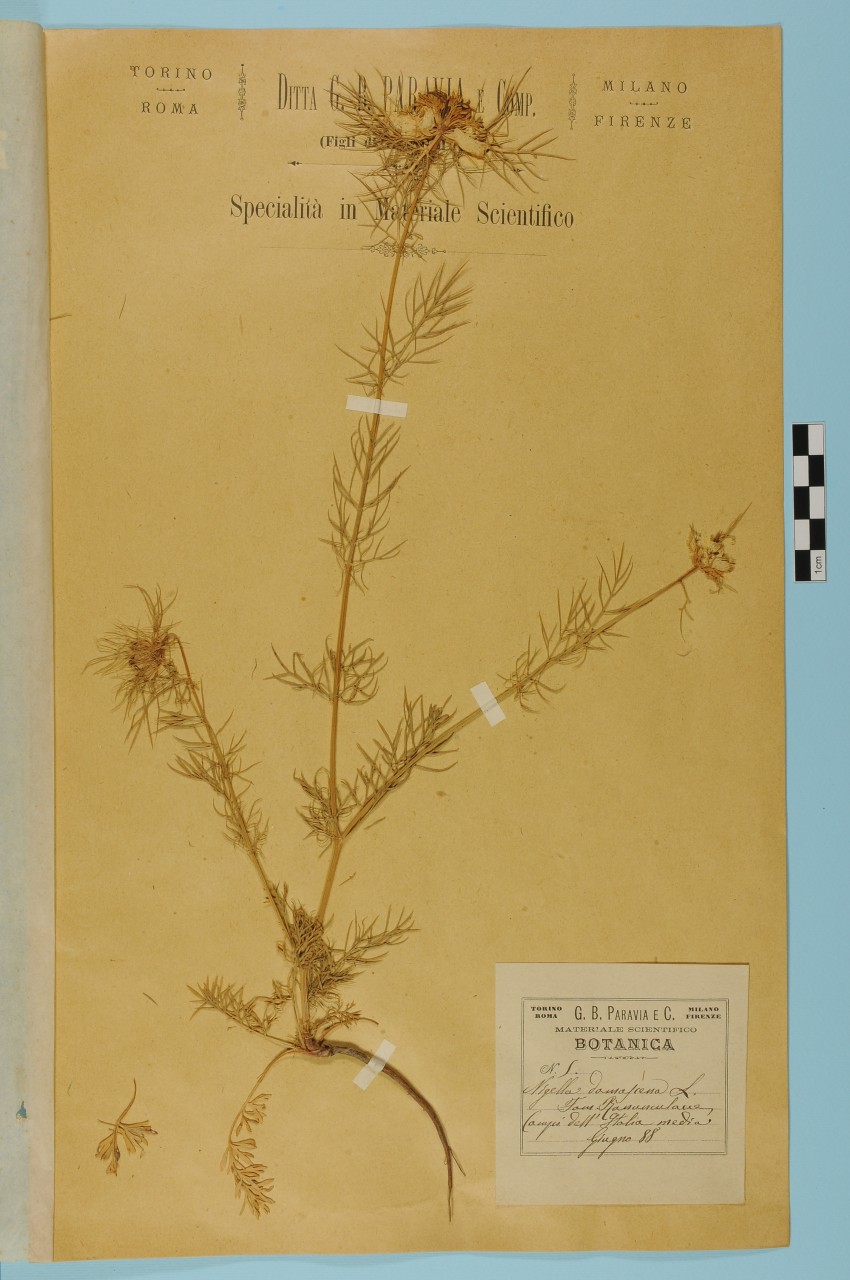 campione (1888/06/01 - 1888/06/30)