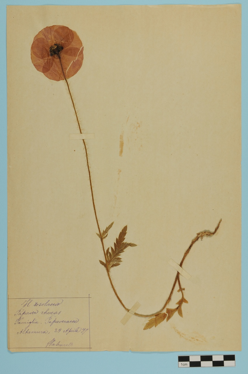 campione (1897/04/29)