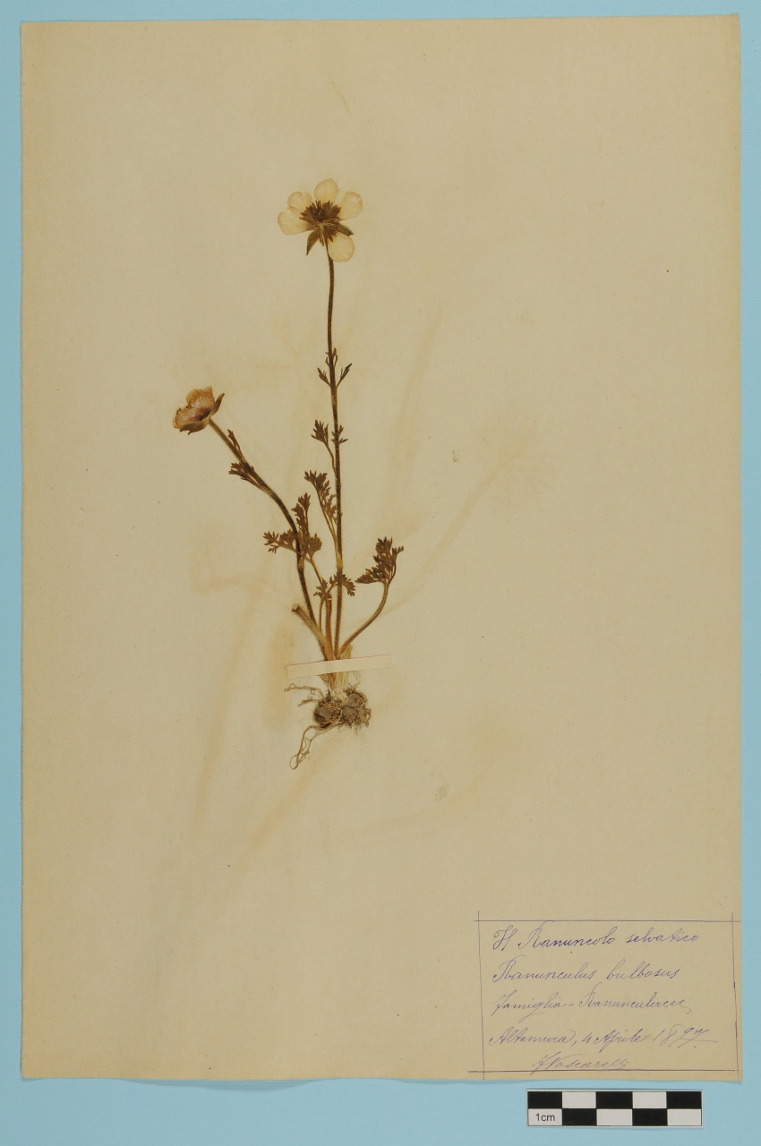 campione (1897/04/04)