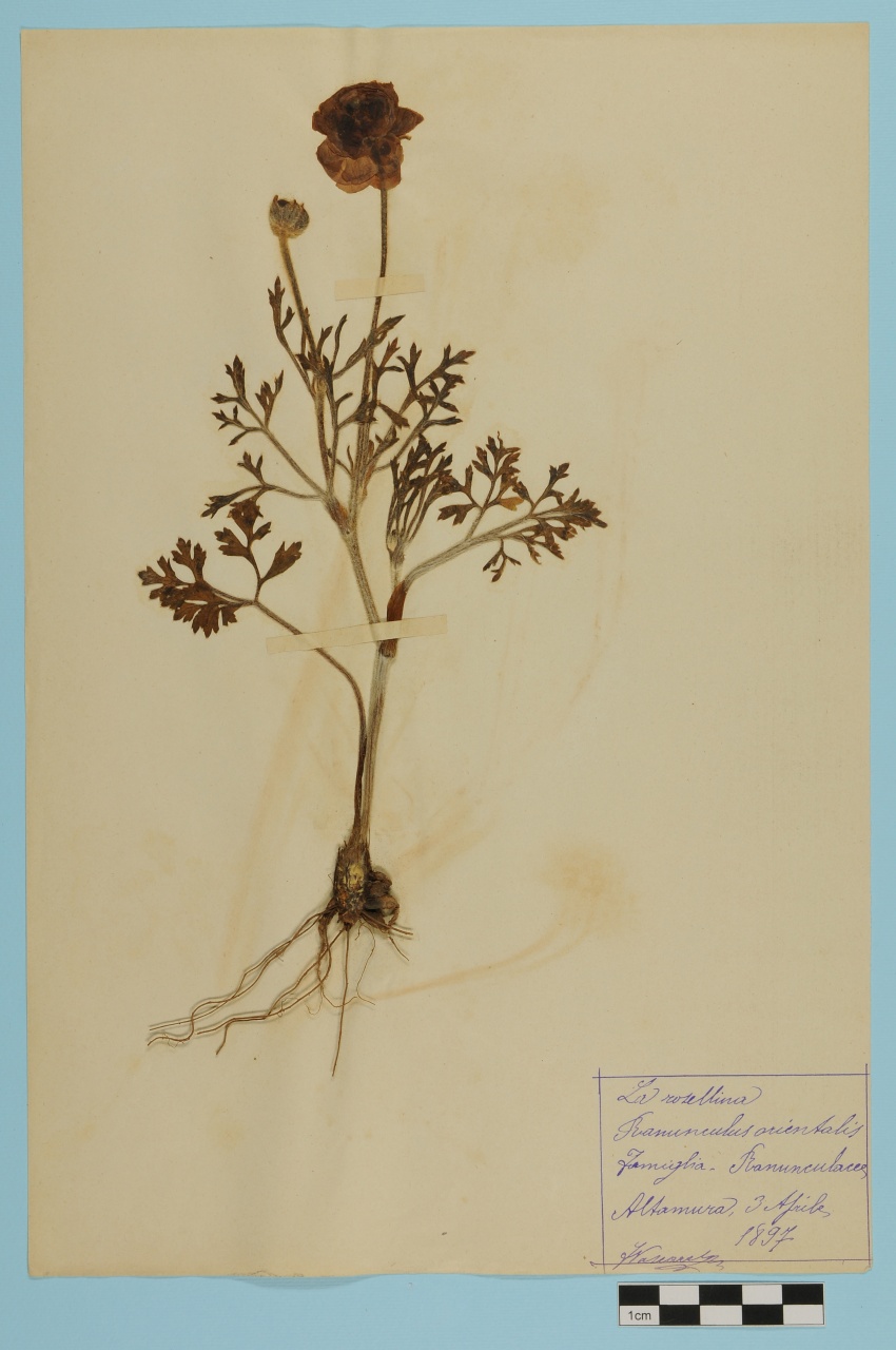 campione (1897/04/03)