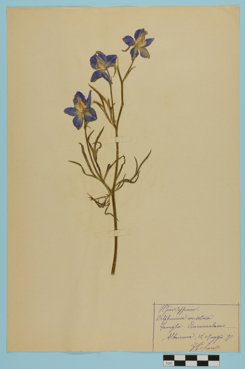 campione (1897/05/18)