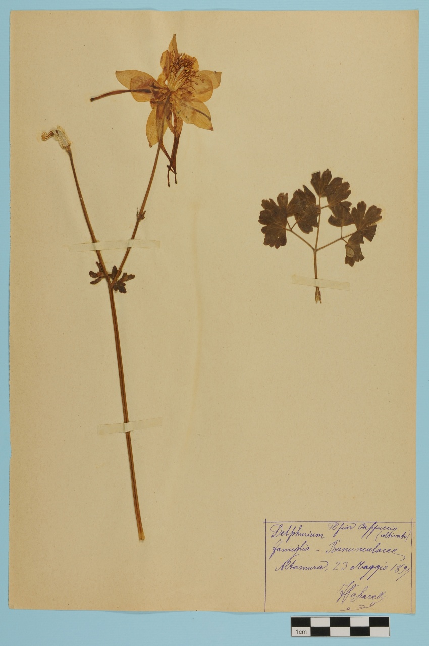 campione (1897/05/23)