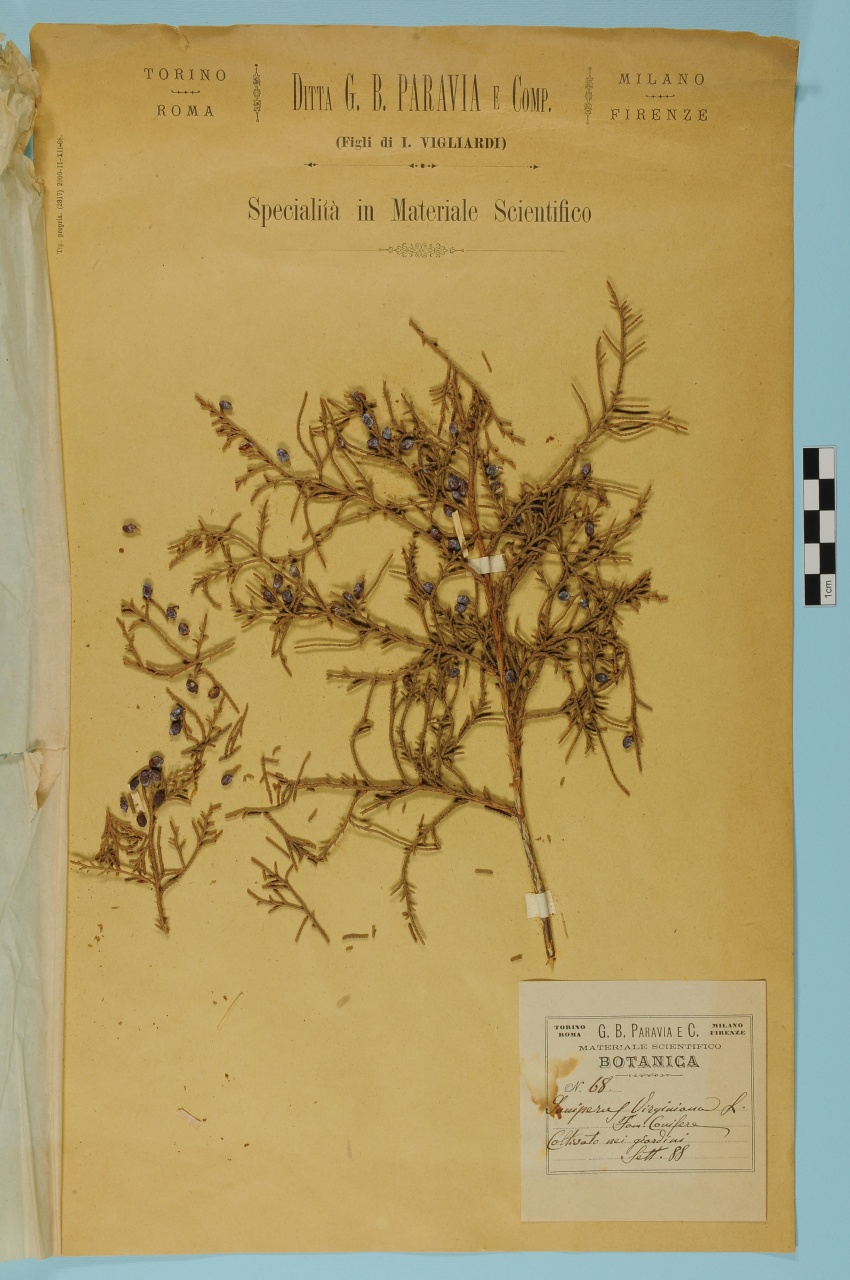 campione (1888/09/01 - 1888/09/30)