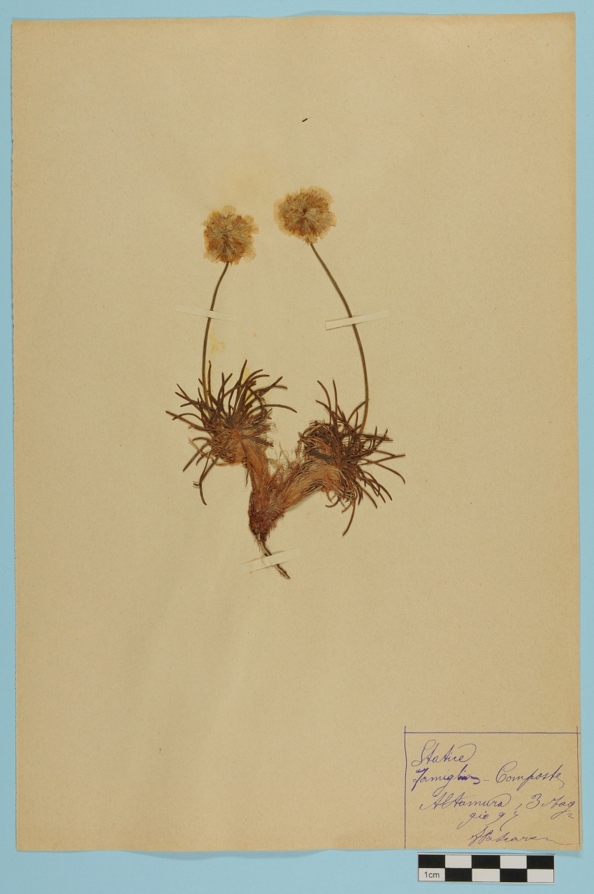 campione (1897/05/03)