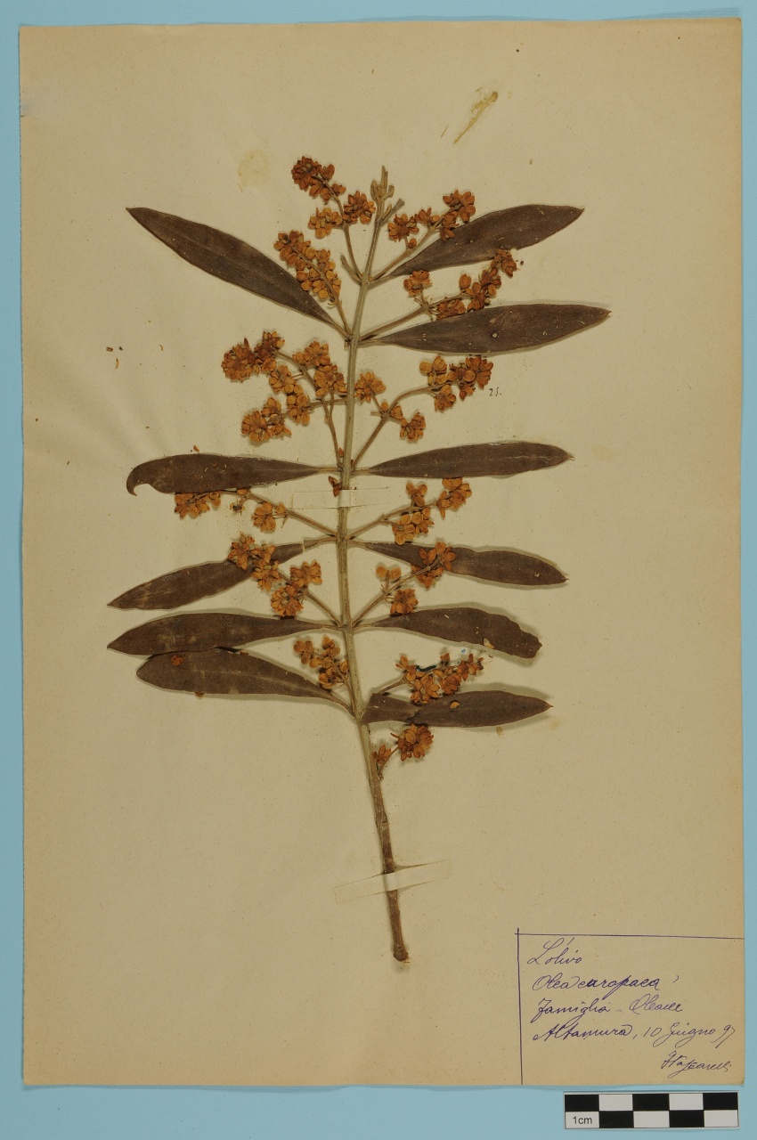 campione (1897/06/10)