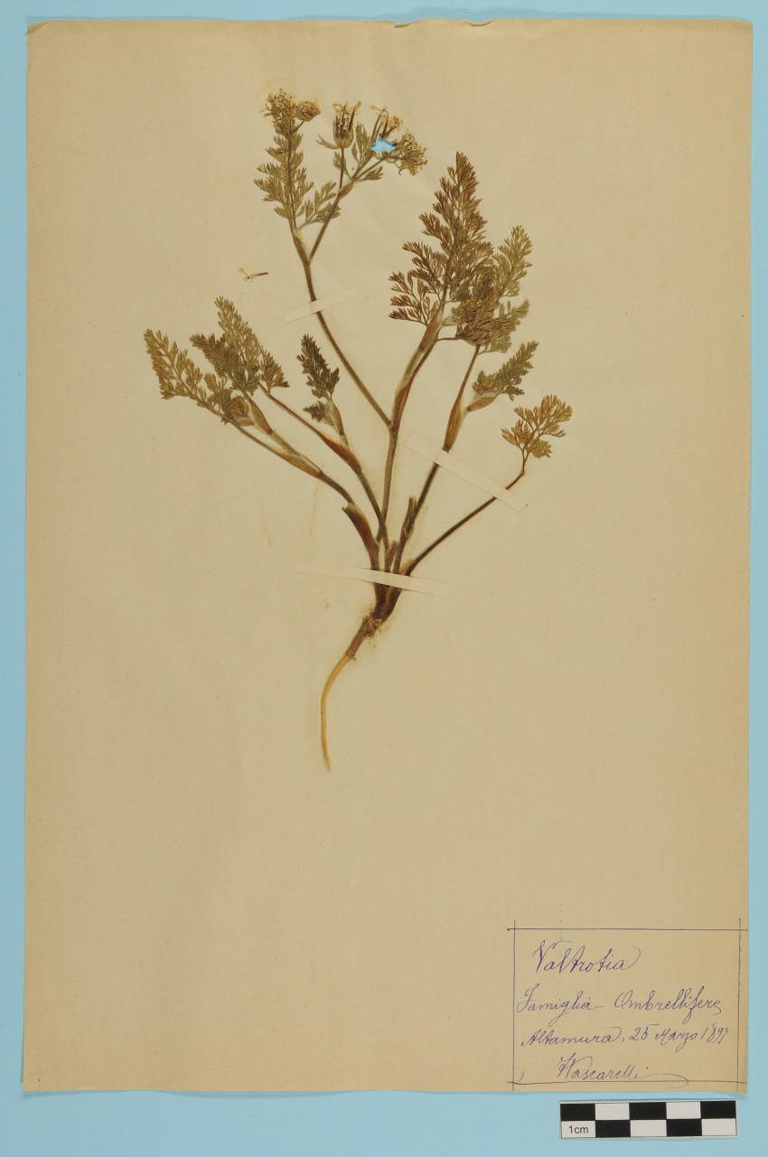 campione (1897/03/25)