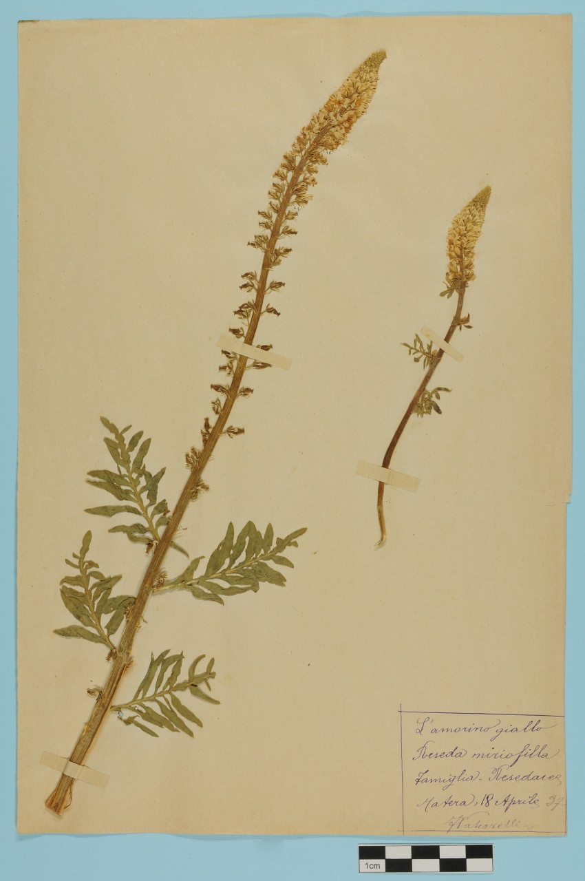 campione (1897/04/18)