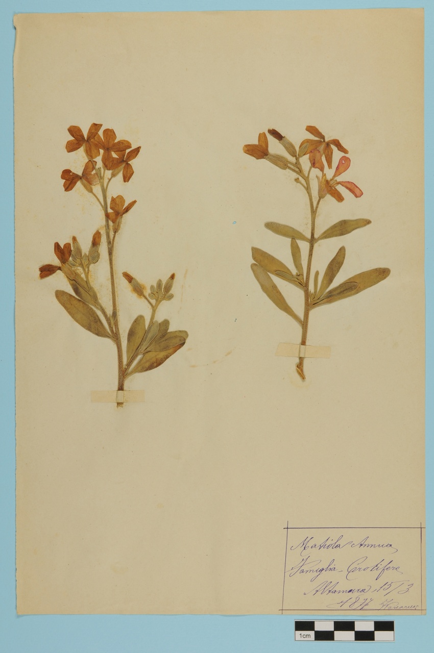 campione (1897/03/15)