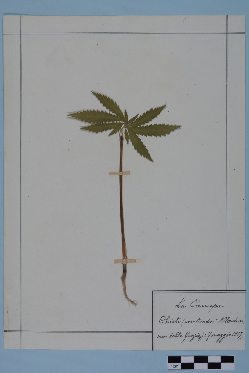 campione (1917/05/07)