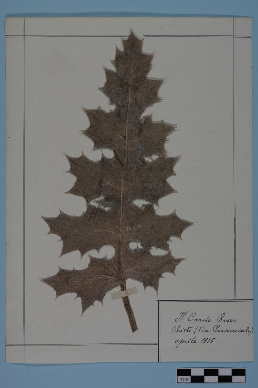 campione (1915/01/01 - 1915/12/31)