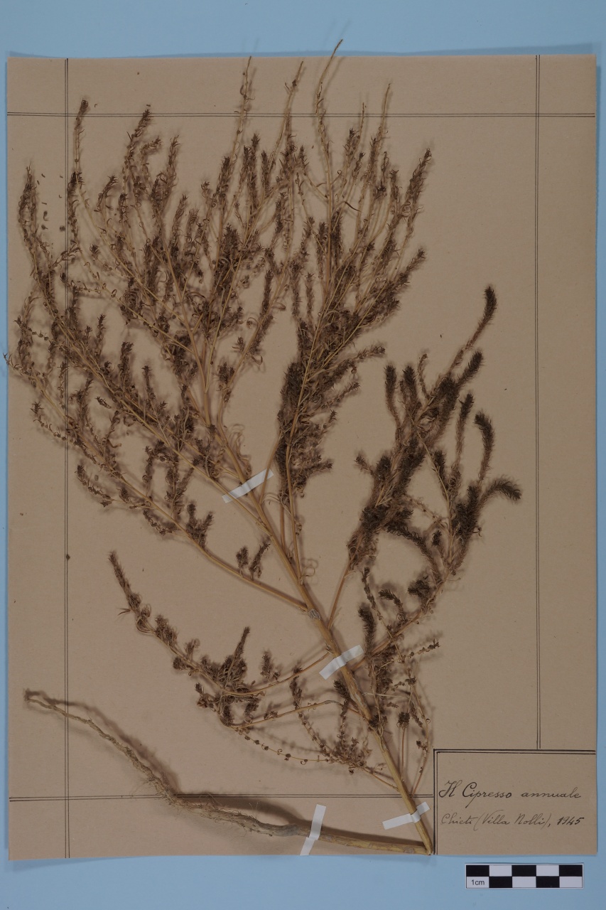 campione (1945/01/01 - 1945/12/31)