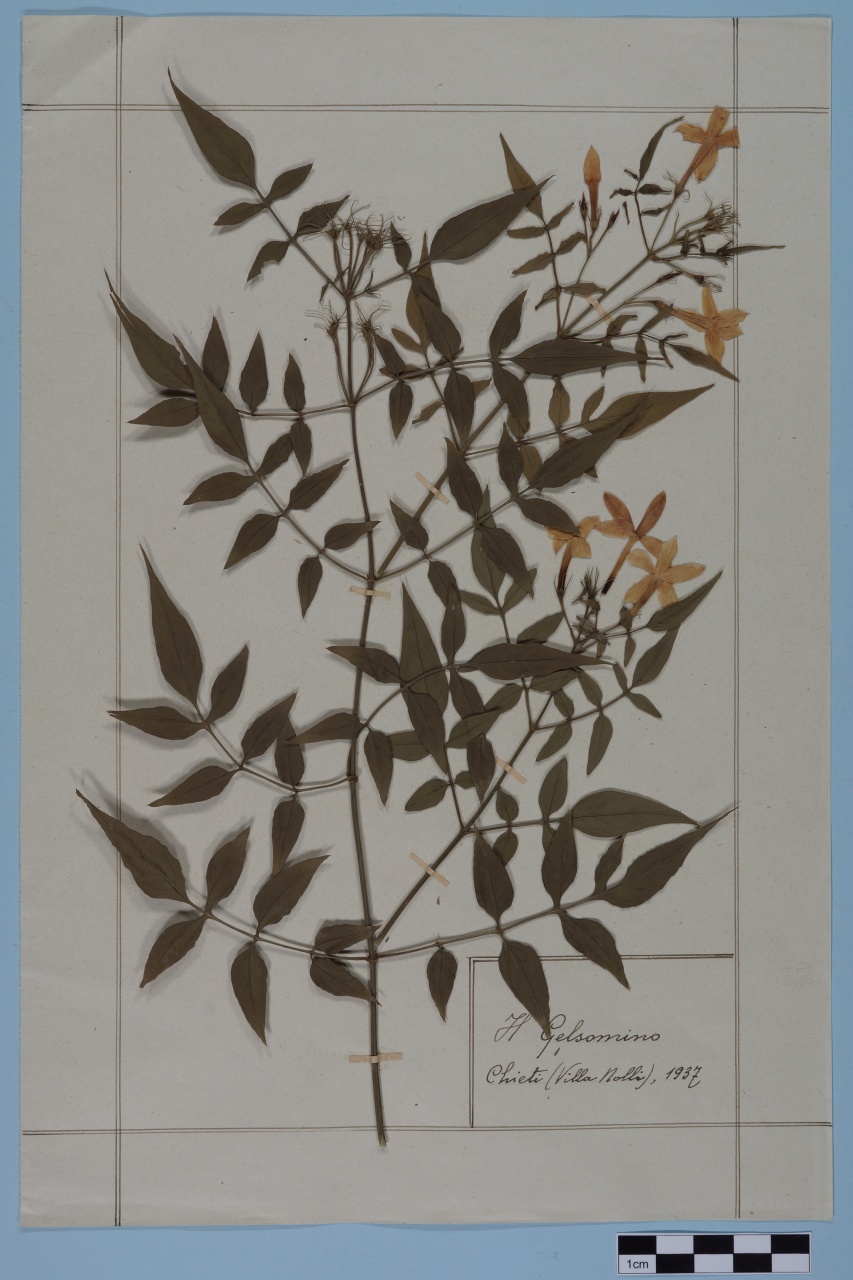 campione (1937/01/01 - 1937/12/31)