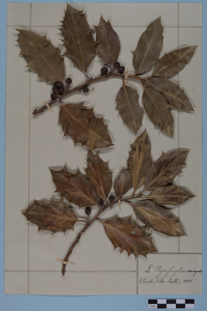 campione (1915/01/01 - 1915/12/31)