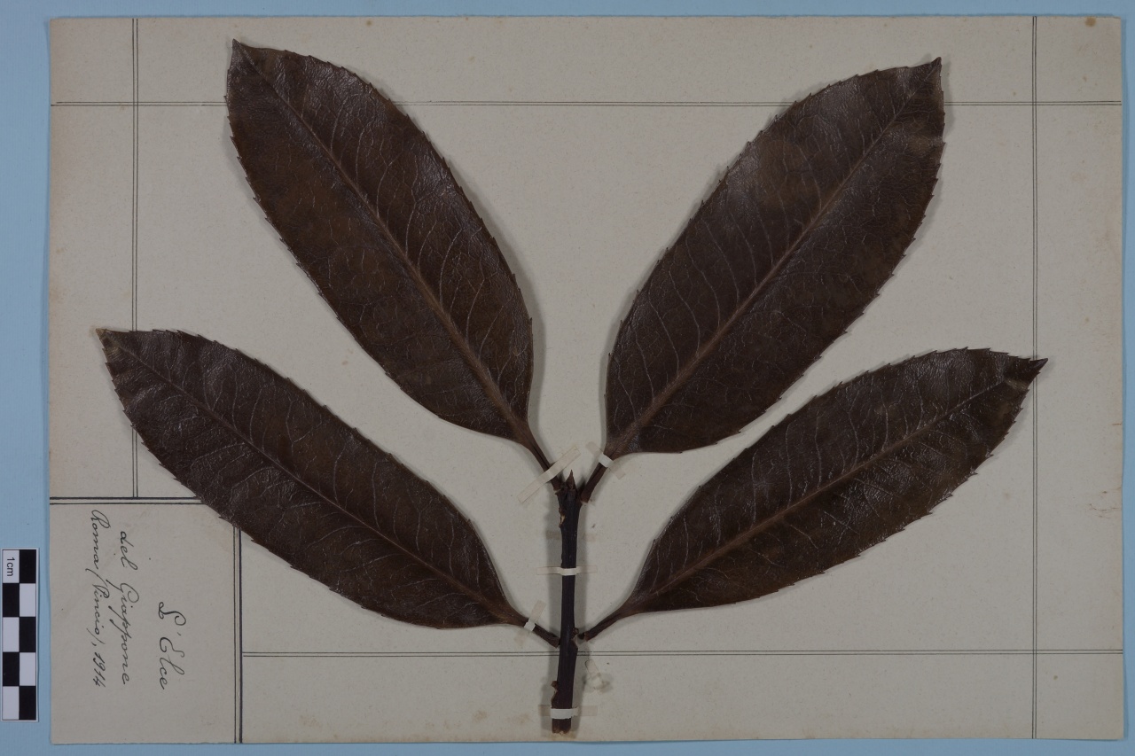 campione (1914/01/01 - 1914/12/31)