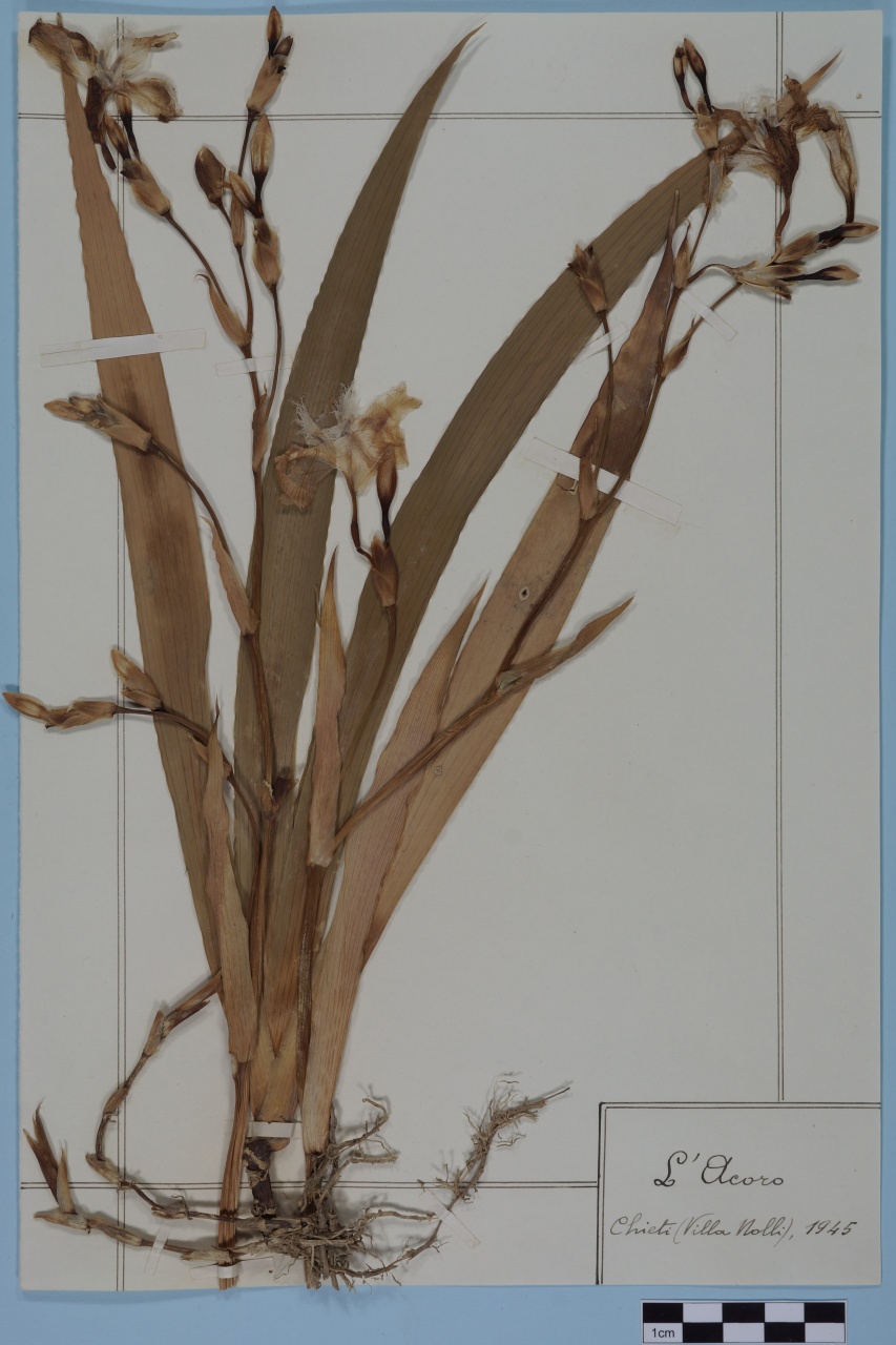 campione (1945/01/01 - 1945/12/31)