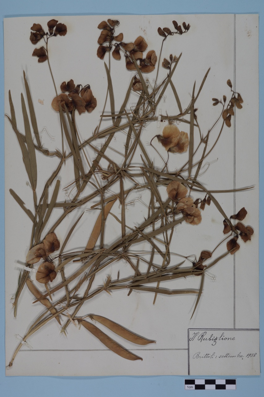 campione (1938/09/01 - 1938/09/30)