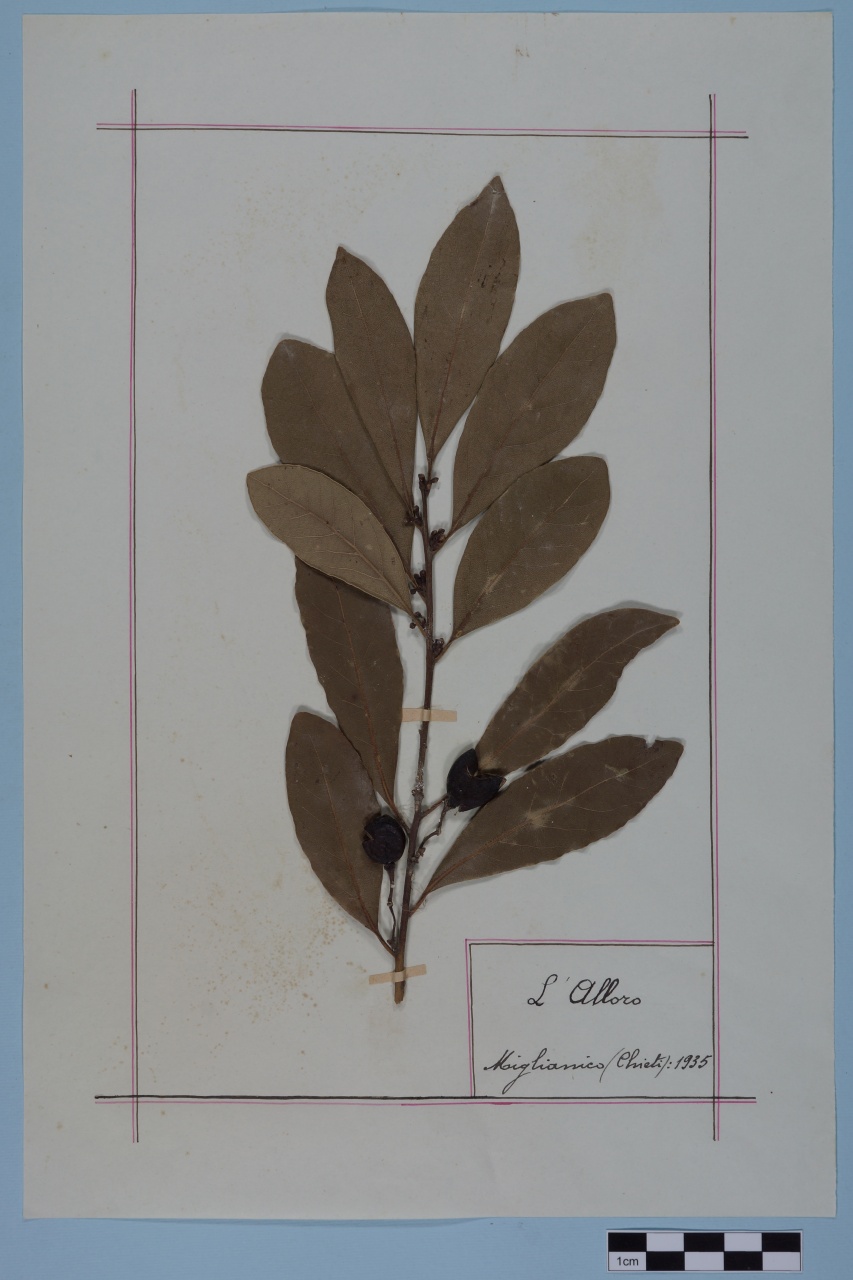 campione (1935/01/01 - 1935/12/31)