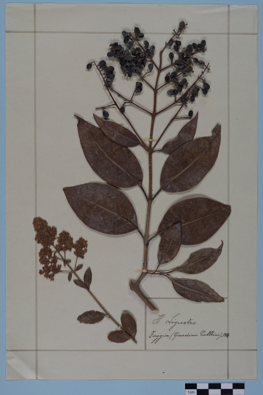 campione (1917/01/01 - 1917/12/31)