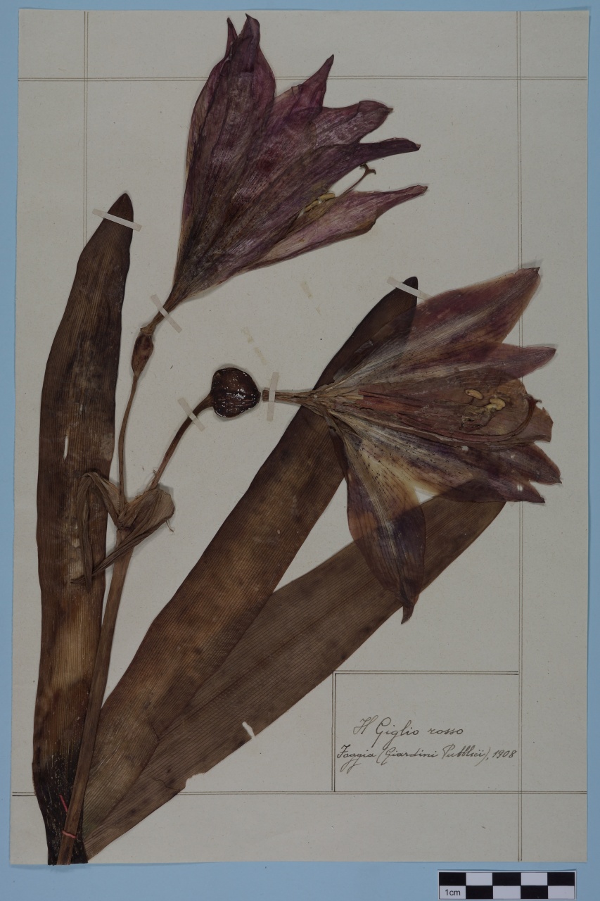 campione (1908/01/01 - 1908/12/31)