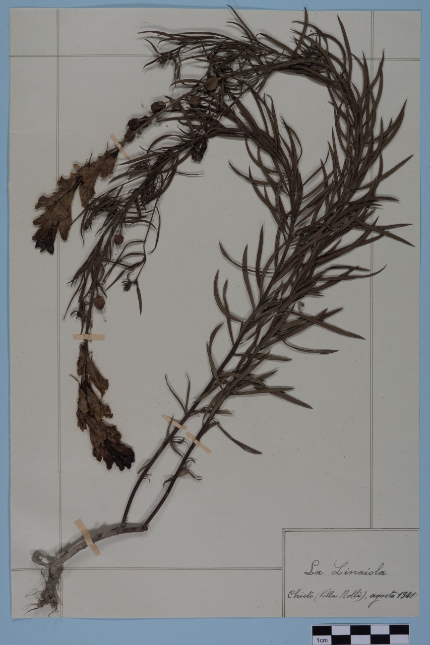 campione (1941/08/01 - 1941/08/31)