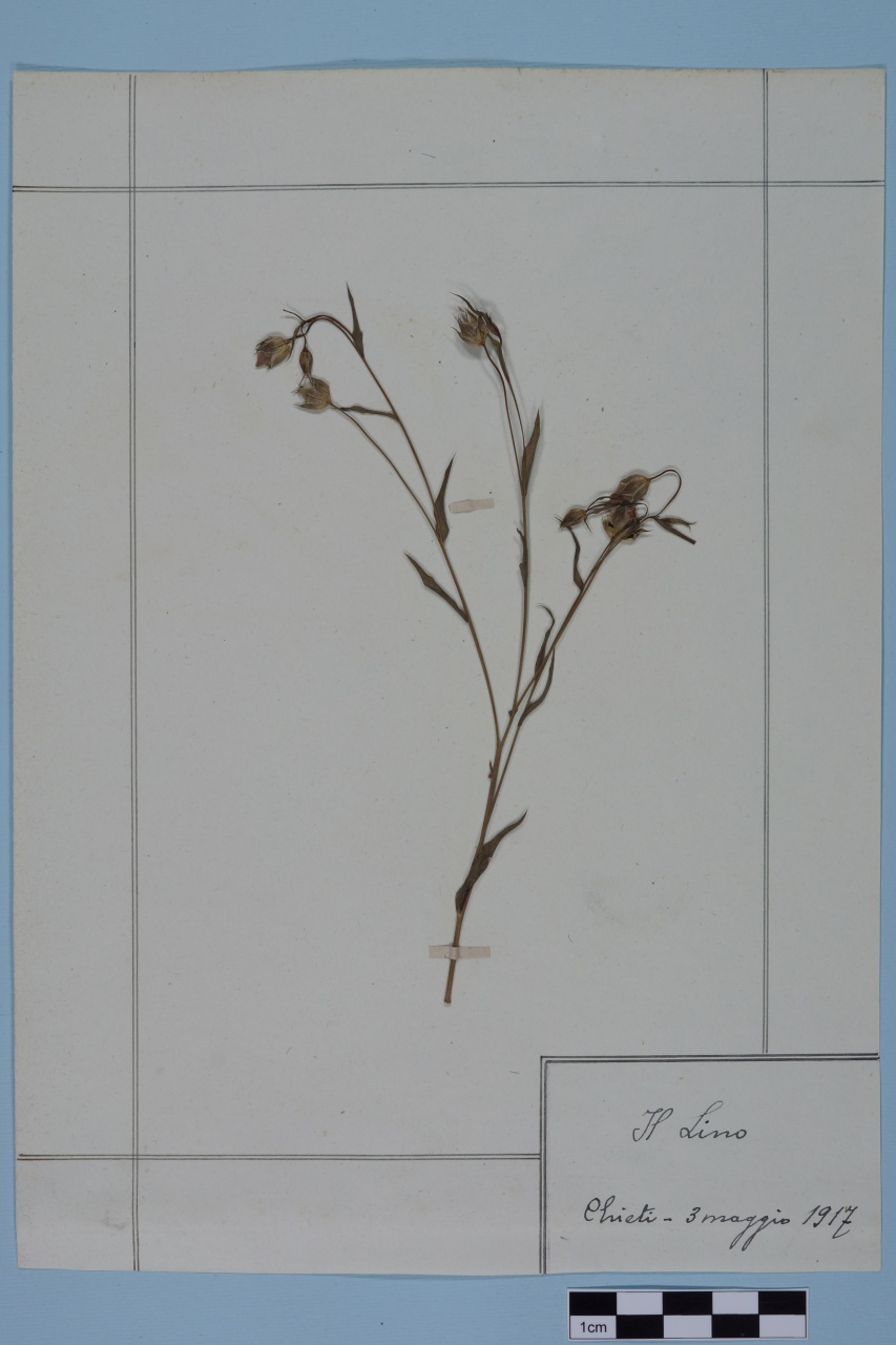 campione (1917/05/03)